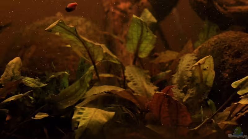 Aquarium Two forests von lomarraco (39)