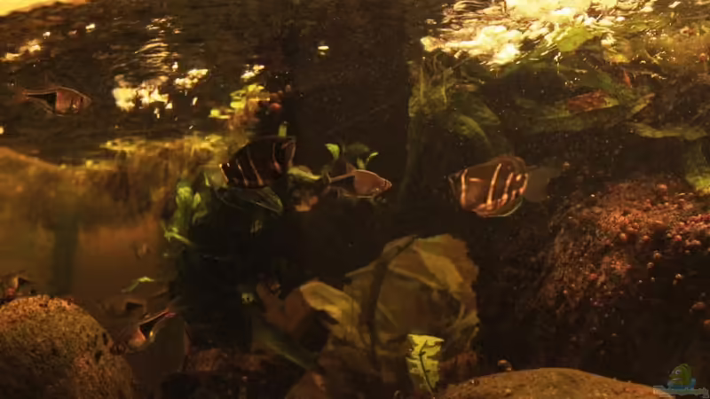 Aquarium Two forests von lomarraco (40)