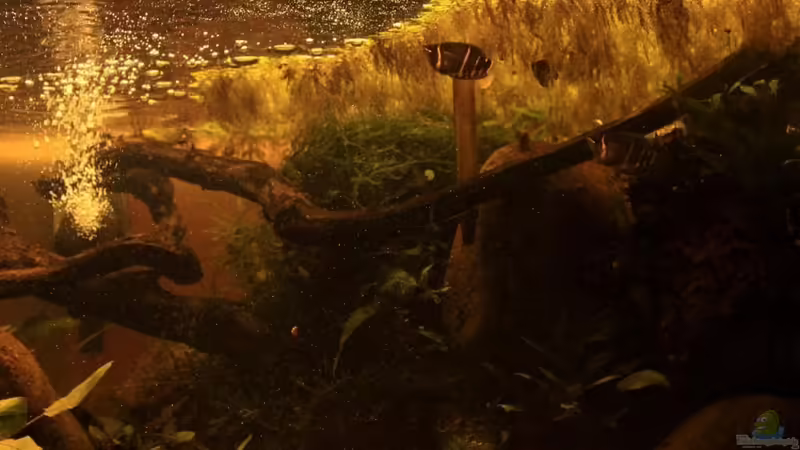 Aquarium Two forests von lomarraco (41)