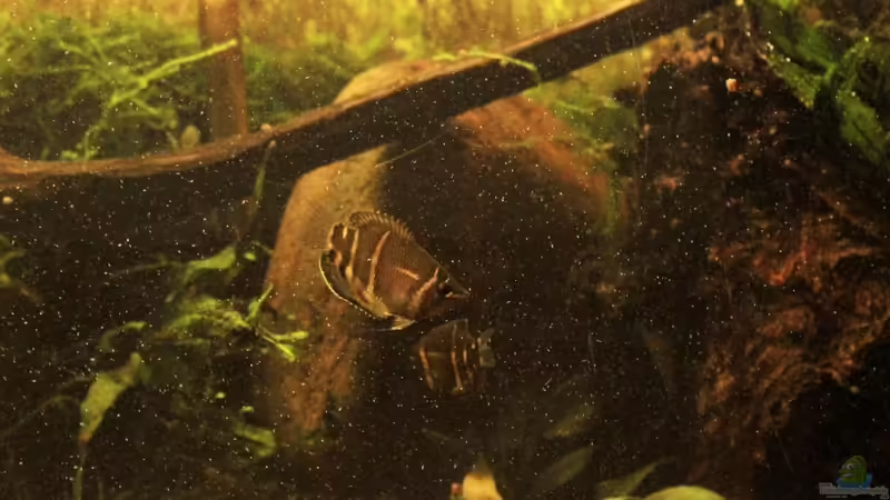 Aquarium Two forests von lomarraco (46)