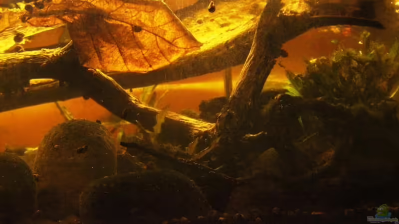 Aquarium Two forests von lomarraco (48)