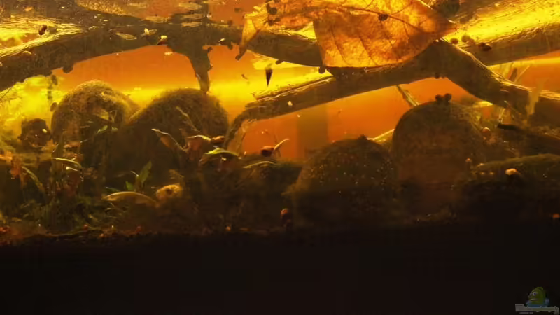 Aquarium Two forests von lomarraco (49)