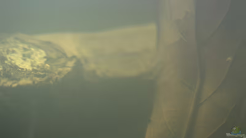 Aquarium Two forests von lomarraco (5)