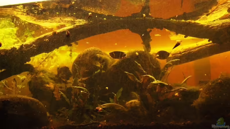 Aquarium Two forests von lomarraco (51)