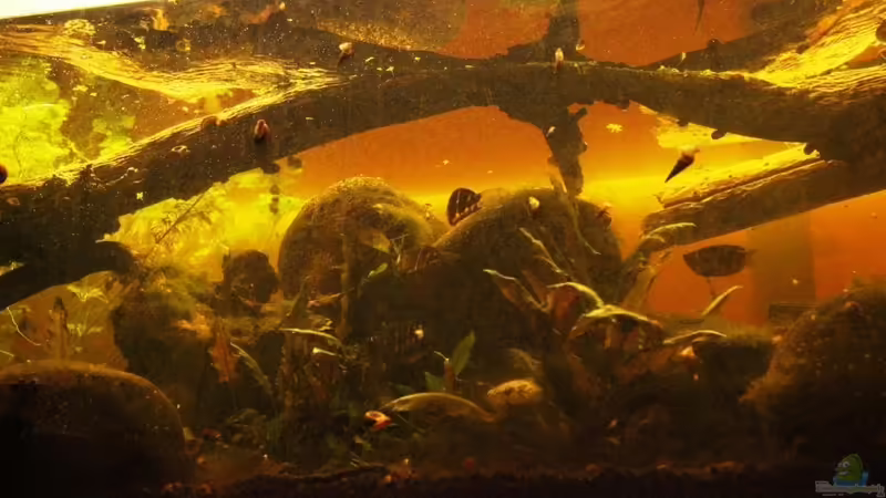 Aquarium Two forests von lomarraco (52)