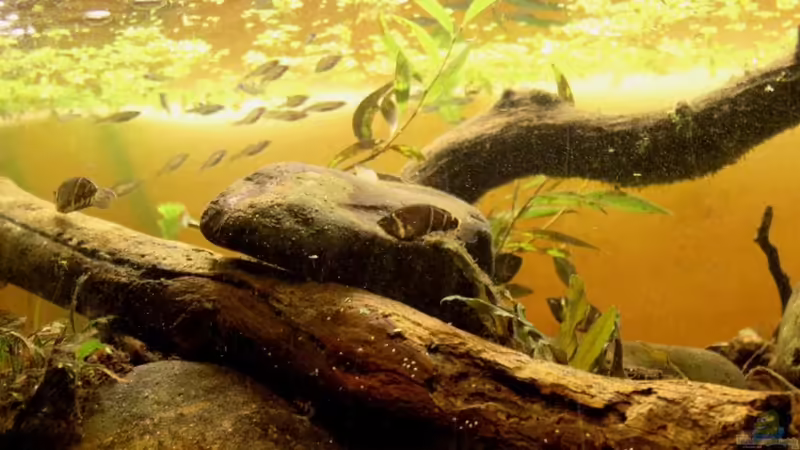 Aquarium Two forests von lomarraco (53)