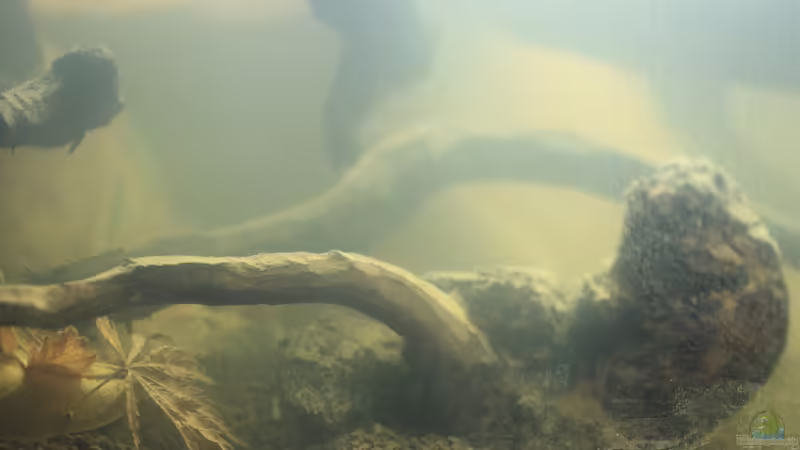 Aquarium Two forests von lomarraco (6)