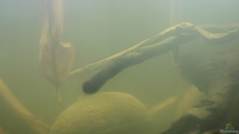 Aquarium Two forests von lomarraco (7)