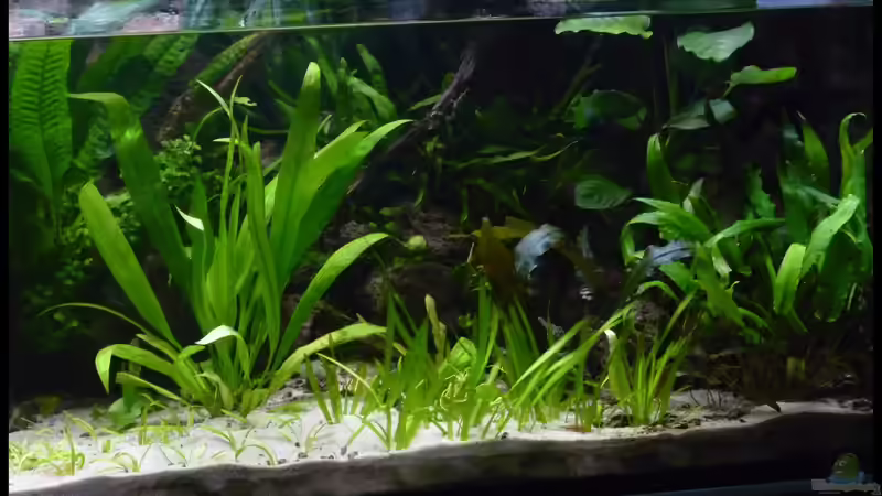 Aquarium Two Worlds Nur noch als Beispiel von DerImperator (12)