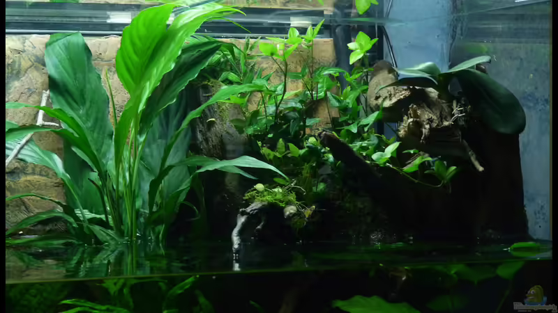 Aquarium Two Worlds Nur noch als Beispiel von DerImperator (17)