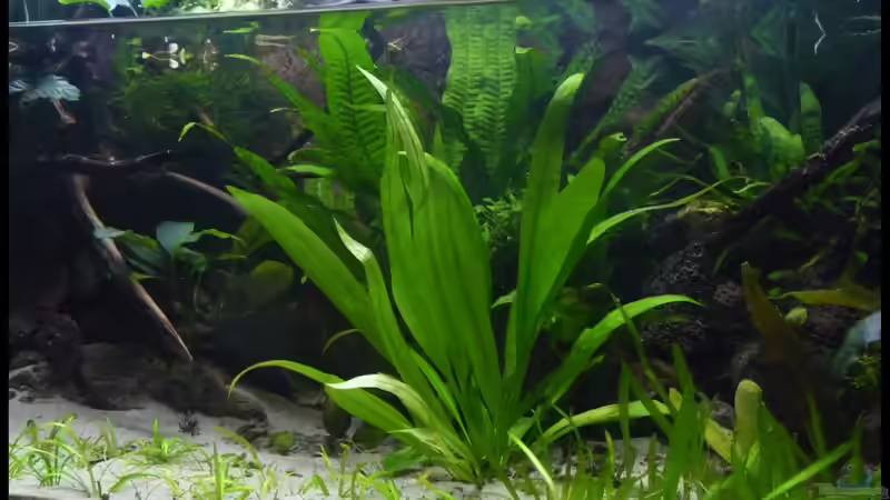 Aquarium Two Worlds Nur noch als Beispiel von DerImperator (6)