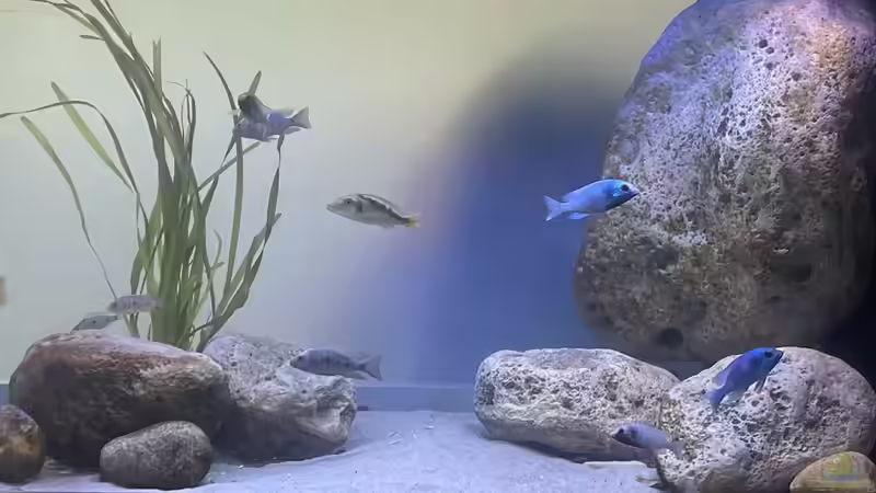 Aquarium Übergangszone von Hello_Deco (2)