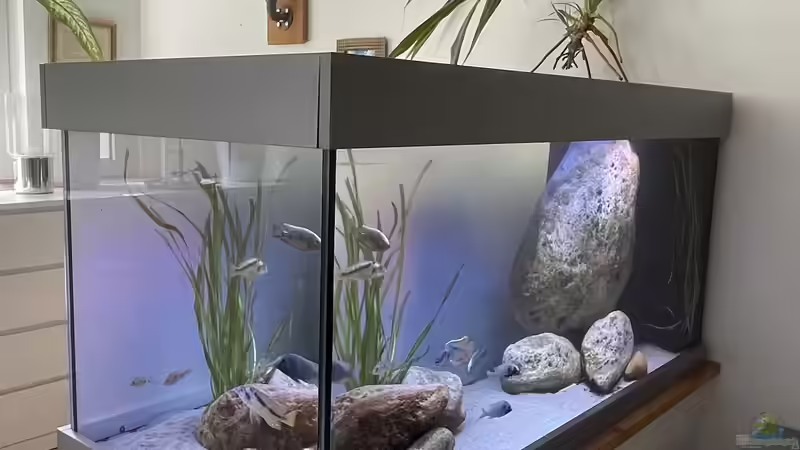 Aquarium Übergangszone von Hello_Deco (3)