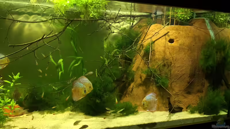 Aquarium Uferbereich mit Flachwasserzone von Dicrossus (2)