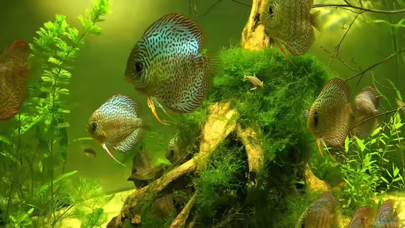 Aquarium Uferbereich mit Flachwasserzone von Dicrossus (3)