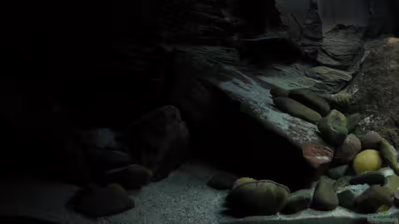 Aquarium Ufernahe Übergangszone von The Duke of woods (10)