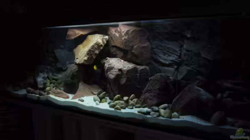 Aquarium Ufernahe Übergangszone von The Duke of woods (12)