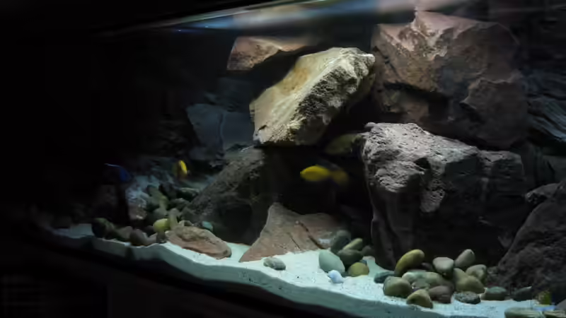 Aquarium Ufernahe Übergangszone von The Duke of woods (13)