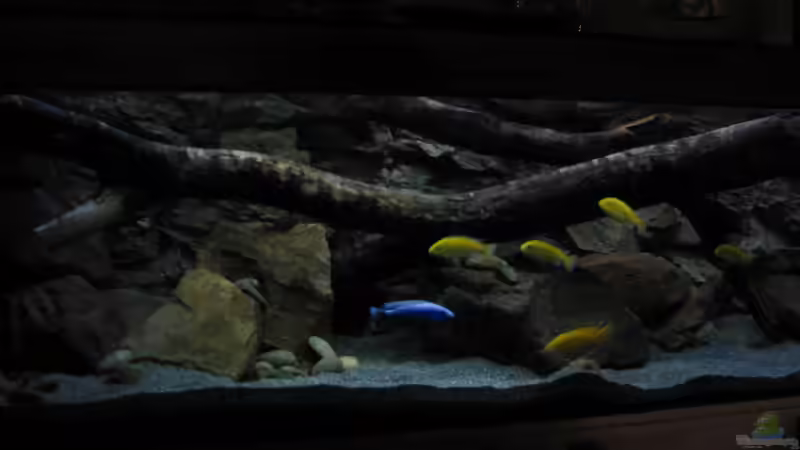 Aquarium Ufernahe Übergangszone von The Duke of woods (5)