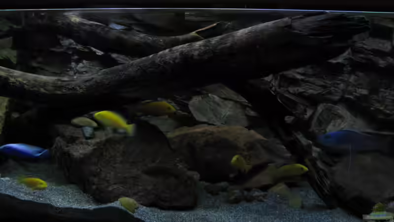 Aquarium Ufernahe Übergangszone von The Duke of woods (7)