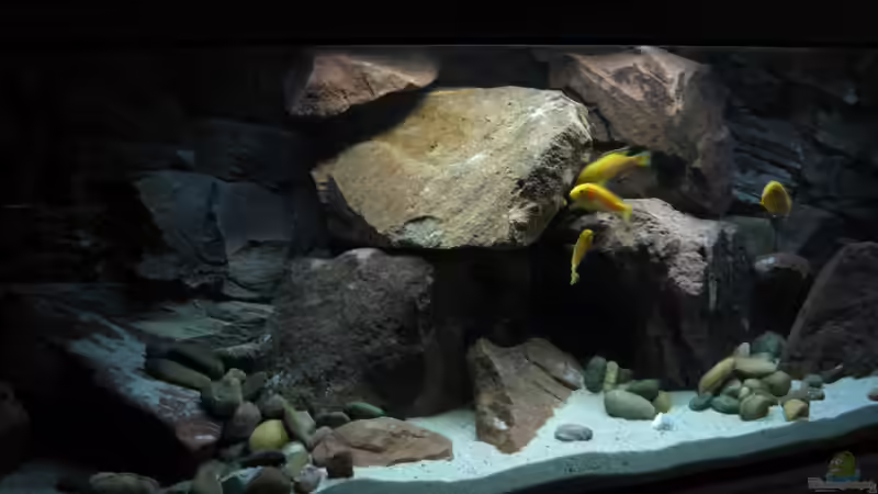 Aquarium Ufernahe Übergangszone von The Duke of woods (8)