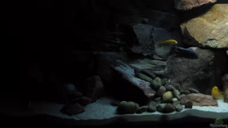 Aquarium Ufernahe Übergangszone von The Duke of woods (9)