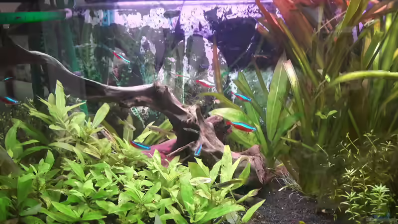 Aquarium Umgestaltung (Richtung Südamerika Scape) von Kathys 2014 (2)