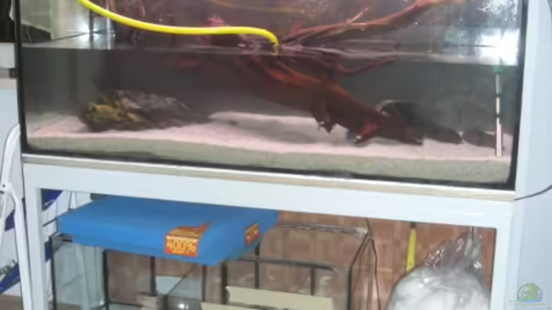 Aquarium und Filterbecken von Ronny Derndorfer (22)