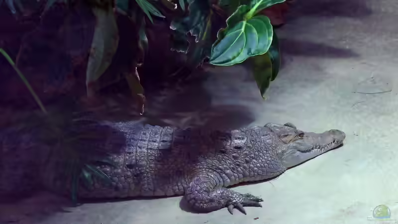 Aquarium und Terrarium im Kölner Zoo - Einen Besuch wert? Der große Guide 2025