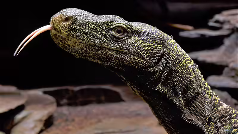 Aquarium und Terrarium im Kölner Zoo - Einen Besuch wert? Der große Guide 2025