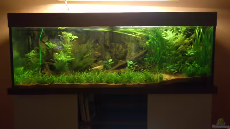 Aquarium Underwater Rainbows (Nurnoch Beispiel) von Rainbowfan (3)