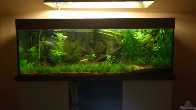 Aquarium Underwater Rainbows (Nurnoch Beispiel) von Rainbowfan (4)