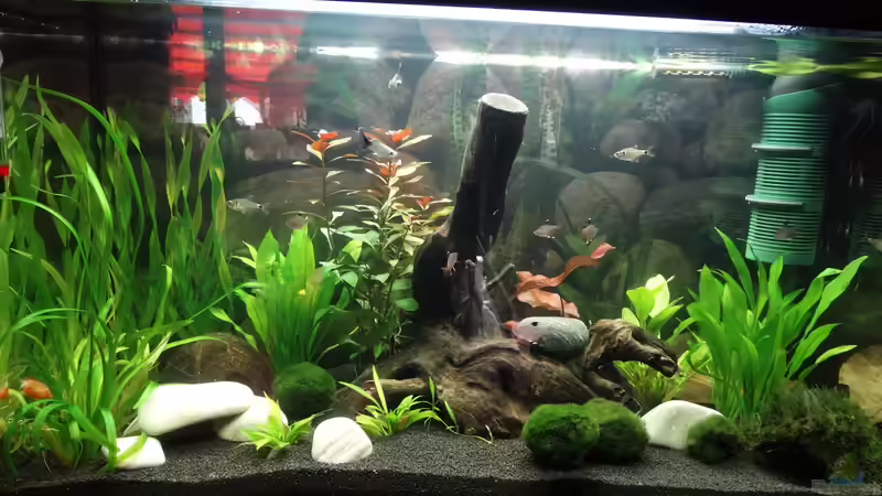 Aquarium Unser Erstes von Kristin89 (6)