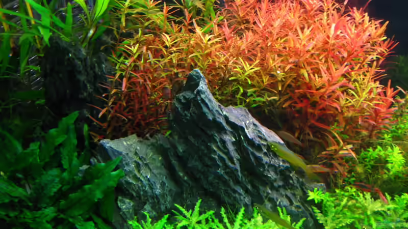 Aquarium Unser Hobby von Mel&Marc (15)