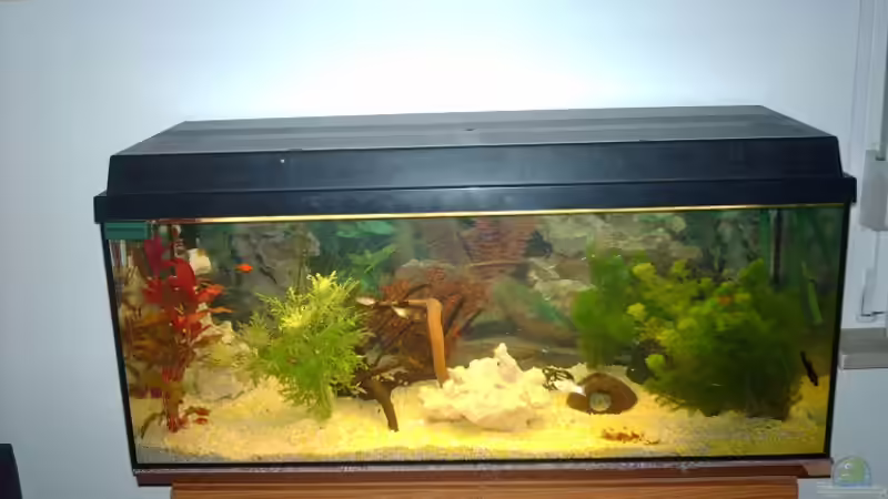 Aquarium Unser kleines Becken von Elbfan (2)