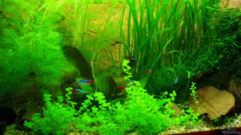 Aquarium Unser Küchenfernseher von Snoeddenmops (2)