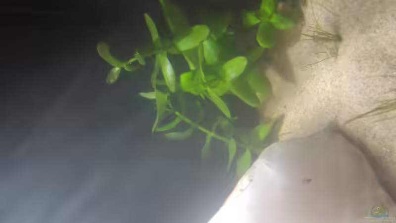 Aquarium Untertage Thema(Aufgelöst) von Nelle (3)