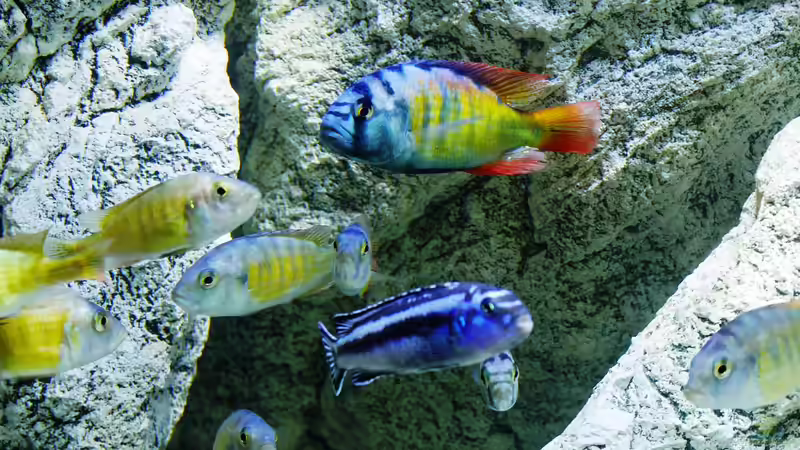 Aquarium Unterwasser-Höhle von Petr Novak (19)