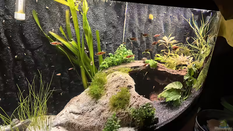 Aquarium Unterwasserinsel von BoelleRBL (11)