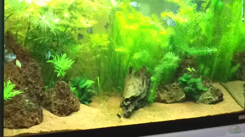 Aquarium Unterwasserwelt von Stephane (2)