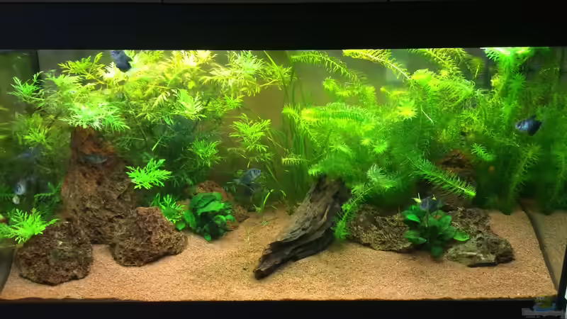 Aquarium Unterwasserwelt von Stephane (3)