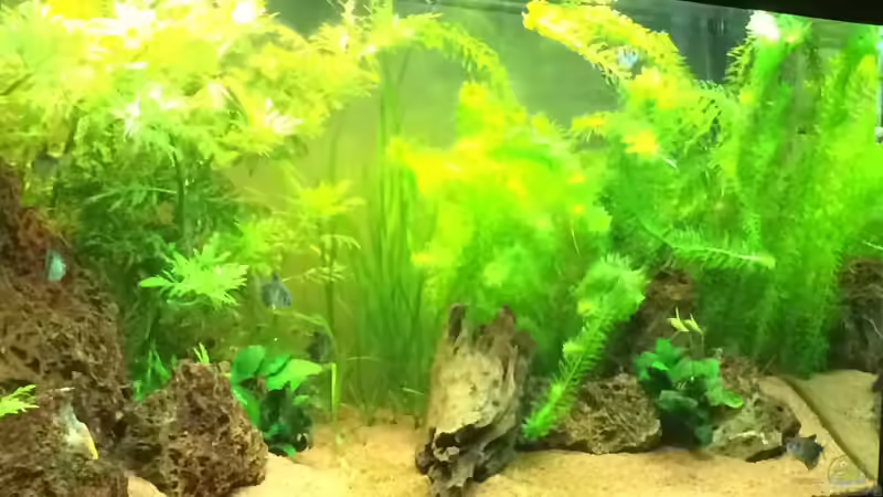 Aquarium Unterwasserwelt von Stephane (4)
