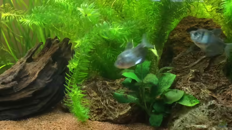 Aquarium Unterwasserwelt von Stephane (5)