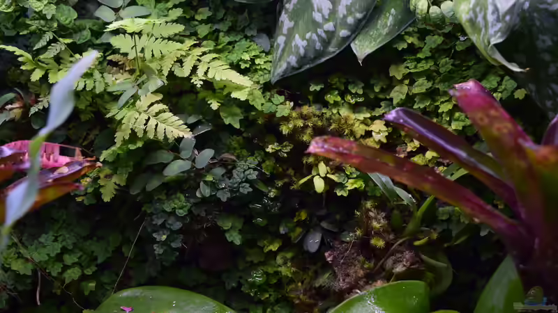 Aquarium Urwäldchen....existiert so nicht, wurde umgebaut von Junglist (11)