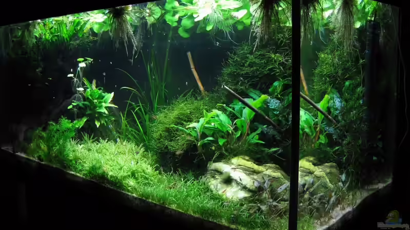 Aquarium urwald von schnibbelxyz (2)