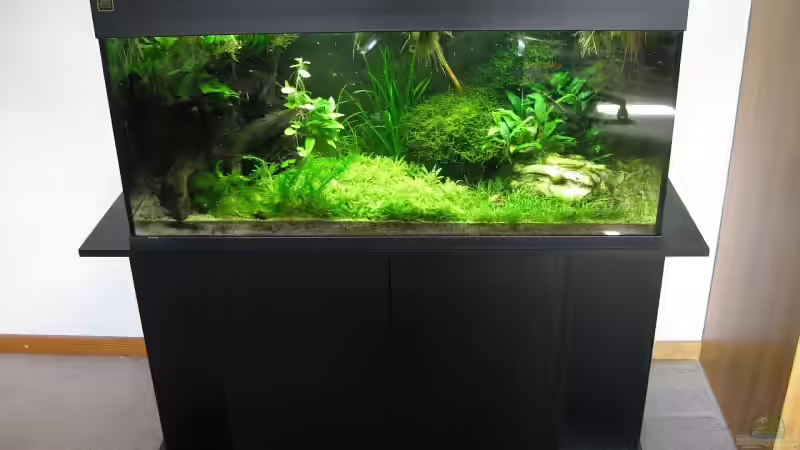 Aquarium urwald von schnibbelxyz (3)