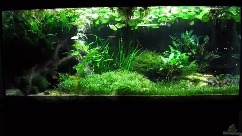 Aquarium urwald von schnibbelxyz (4)