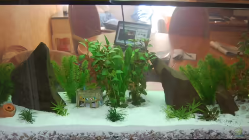 Aquarium uschn 2 01.04.2010 von uschn (1)