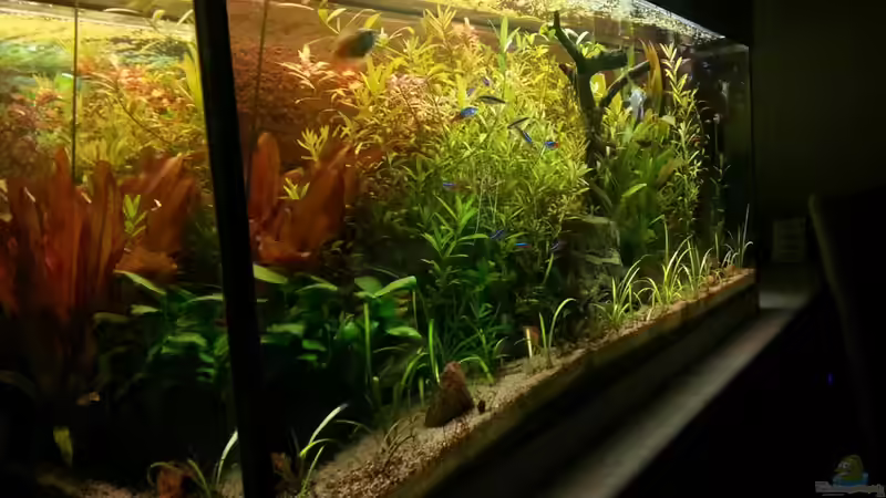 Aquarium Usedom Becken von Marcel-Usedom (3)