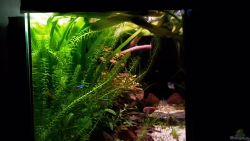 Aquarium Usedom Becken(altes Beispiel) von Marcel-Usedom (3)